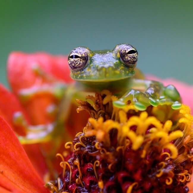 costa rica wildlife